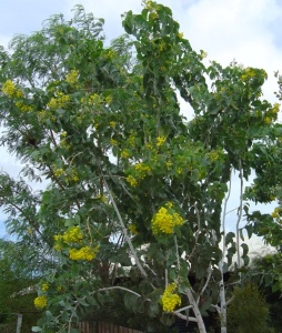 Acacia dunnii