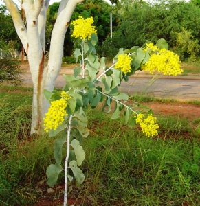 Acacia dunnii1