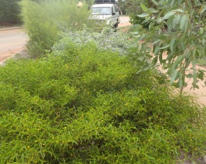 Acacia phlebocarpa3
