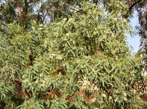 Eucalyptus jensenii.2jpg