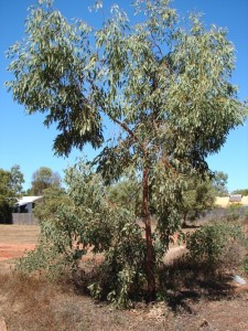 Eucalyptus jensenii