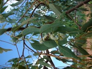 Eucalyptus jensenii2
