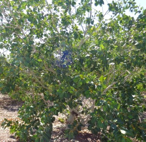 Ficus brachypoda2