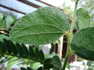 Acacia retivenea leaf