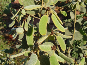 Acacia retivenia